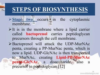 STEPS OF BIOSYNTHESIS
Stage two occurs in the cytoplasmic
membrane.
It is in the membrane where a lipid carrier
called bactoprenol carries peptidoglycan
precursors through the cell membrane.
Bactoprenol will attack the UDP-MurNAc
penta, creating a PP-MurNac penta, which is
now a lipid. UDP-GlcNAc is then transported
to MurNAc, creating Lipid-PP-MurNAc
penta-GlcNAc, a disaccharide, also a
precursor to peptidoglycan.[12]
16
 