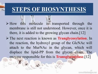 STEPS OF BIOSYNTHESIS
 How this molecule is transported through the
membrane is still not understood. However, once it is
there, it is added to the growing glycan chain.[12]
 The next reaction is known as Tranglycosylation. In
the reaction, the hydroxyl group of the GlcNAc will
attach to the MurNAc in the glycan, which will
displace the lipid-PP from the glycan chain. The
enzyme responsible for this is Transglycosylase.[12]
17
 