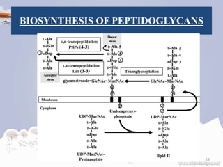 BIOSYNTHESIS OF PEPTIDOGLYCANS
18
 