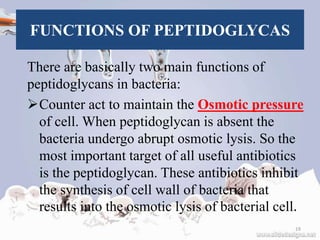 FUNCTIONS OF PEPTIDOGLYCAS
There are basically two main functions of
peptidoglycans in bacteria:
Counter act to maintain the Osmotic pressure
of cell. When peptidoglycan is absent the
bacteria undergo abrupt osmotic lysis. So the
most important target of all useful antibiotics
is the peptidoglycan. These antibiotics inhibit
the synthesis of cell wall of bacteria that
results into the osmotic lysis of bacterial cell.
19
 
