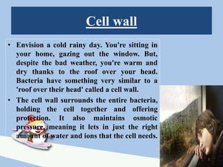Cell wall
• Envision a cold rainy day. You're sitting in
your home, gazing out the window. But,
despite the bad weather, you're warm and
dry thanks to the roof over your head.
Bacteria have something very similar to a
'roof over their head' called a cell wall.
• The cell wall surrounds the entire bacteria,
holding the cell together and offering
protection. It also maintains osmotic
pressure, meaning it lets in just the right
amount of water and ions that the cell needs.
3
 