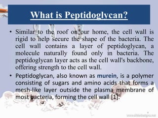 What is Peptidoglycan?
• Similar to the roof on our home, the cell wall is
rigid to help secure the shape of the bacteria. The
cell wall contains a layer of peptidoglycan, a
molecule naturally found only in bacteria. The
peptidoglycan layer acts as the cell wall's backbone,
offering strength to the cell wall.
• Peptidoglycan, also known as murein, is a polymer
consisting of sugars and amino acids that forms a
mesh-like layer outside the plasma membrane of
most bacteria, forming the cell wall [1].
4
 