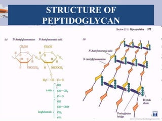 STRUCTURE OF
PEPTIDOGLYCAN
9
 