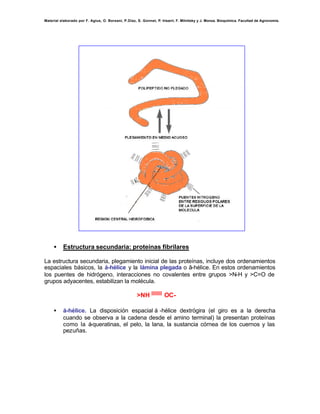 Material elaborado por F. Agius, O. Borsani, P.Díaz, S. Gonnet, P. Irisarri, F. Milnitsky y J. Monza. Bioquímica. Facultad de Agronomía.




     •    Estructura secundaria: proteínas fibrilares

La estructura secundaria, plegamiento inicial de las proteínas, incluye dos ordenamientos
espaciales básicos, la á-hélice y la lámina plegada o â-hélice. En estos ordenamientos
los puentes de hidrógeno, interacciones no covalentes entre grupos >N-H y >C=O de
grupos adyacentes, estabilizan la molécula.

                                                     >NH ||||||||| OC-

     •    á-hélice. La disposición espacial á -hélice dextrógira (el giro es a la derecha
          cuando se observa a la cadena desde el amino terminal) la presentan proteínas
          como la á-queratinas, el pelo, la lana, la sustancia córnea de los cuernos y las
          pezuñas.
 