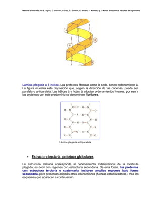 Material elaborado por F. Agius, O. Borsani, P.Díaz, S. Gonnet, P. Irisarri, F. Milnitsky y J. Monza. Bioquímica. Facultad de Agronomía.




Lámina plegada o â-hélice. Las proteínas fibrosas como la seda, tienen ordenamiento â.
La figura muestra esta disposición que, según la dirección de las cadenas, puede ser
paralela o antiparalela. Las hélices á y hojas â adoptan ordenamientos lineales, por eso a
las proteínas con este predominio se denominan fibrilares.




                                          Lámina plegada antiparalela




     •    Estructura terciaria: proteínas globulares

La estructura terciaria corresponde al ordenamiento tridimensional de la molécula
plegada, es decir con regiones con estructura secundaria. De esta forma, las proteínas
con estructura terciaria o cuaternaria incluyen amplias regiones bajo forma
secundaria. pero presentan además otras interacciones (fuerzas estabilizadoras). Vea los
esquemas que aparecen a continuación.
 