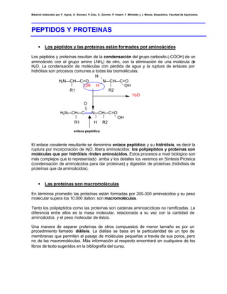 Material elaborado por F. Agius, O. Borsani, P.Díaz, S. Gonnet, P. Irisarri, F. Milnitsky y J. Monza. Bioquímica. Facultad de Agronomía.




PEPTIDOS Y PROTEINAS

     •    Los péptidos y las proteínas están formados por aminoácidos

Los péptidos y proteínas resultan de la condensación del grupo carboxilo (-COOH) de un
aminoácido con el grupo amino ( 2) de otro, con la eliminación de una molécula de
                                   -NH
H2O. La condensación de moléculas con pérdida de agua y la ruptura de enlaces por
hidrólisis son procesos comunes a todas las biomoléculas.
                                                   H
                      H2N—CH—C=O                          N—CH—C=O
                               OH                   H            OH
                          R1                                R2
                                                                                  H2O

                                          O

                       H2N—CH—C—--N—CH—C=O
                                                                      OH
                                  R1               H     R2

                                  enlace peptídico



El enlace covalente resultante se denomina enlace peptídico y su hidrólisis, es decir la
ruptura por incorporación de H2O, libera aminoácidos: los polipéptidos y proteínas son
moléculas que por hidrólisis rinden aminoácidos. Estos procesos a nivel biológico son
más complejos que lo representado arriba y los detalles los veremos en Síntesis Proteica
(condensación de aminoácidos para dar proteínas) y digestión de proteínas (hidrólisis de
proteínas que da aminoácidos).


     •    Las proteínas son macromoléculas

En términos promedio las proteínas están formadas por 200-300 aminoácidos y su peso
molecular supera los 10.000 dalton: son macromoléculas.

Tanto los polipéptidos como las proteínas son cadenas aminoacídicas no ramificadas. La
diferencia entre ellos es la masa molecular, relacionada a su vez con la cantidad de
aminoácidos y el peso molecular de éstos.

Una manera de separar proteínas de otros compuestos de menor tamaño es por un
procedimiento llamado diálisis. La diálisis se basa en la particularidad de un tipo de
membranas que permiten el pasaje de moléculas pequeñas a través de sus poros, pero
no de las macromoléculas. Más información al respecto encontrará en cualquiera de los
libros de texto sugeridos en la bibliografía del curso.
 
