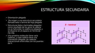 ESTRUCTURA SECUNDARIA
• Orientación plegada:
• Da origen a una estructura secundaria
llamada beta o lamina de hoja plegada
• Estructuras beta o laminadas plegadas:
como resultado de los giros la cadena
no es helicoidal, la cadena es plegada, y
se dispone en el espacio en forma de
zig-zag.
• Una proteína molecular tiene varia
cadenas, y cada cadena tiene una
orientación plegada, las cadenas
interaccionan entre ellas con los puentes
de H.
 