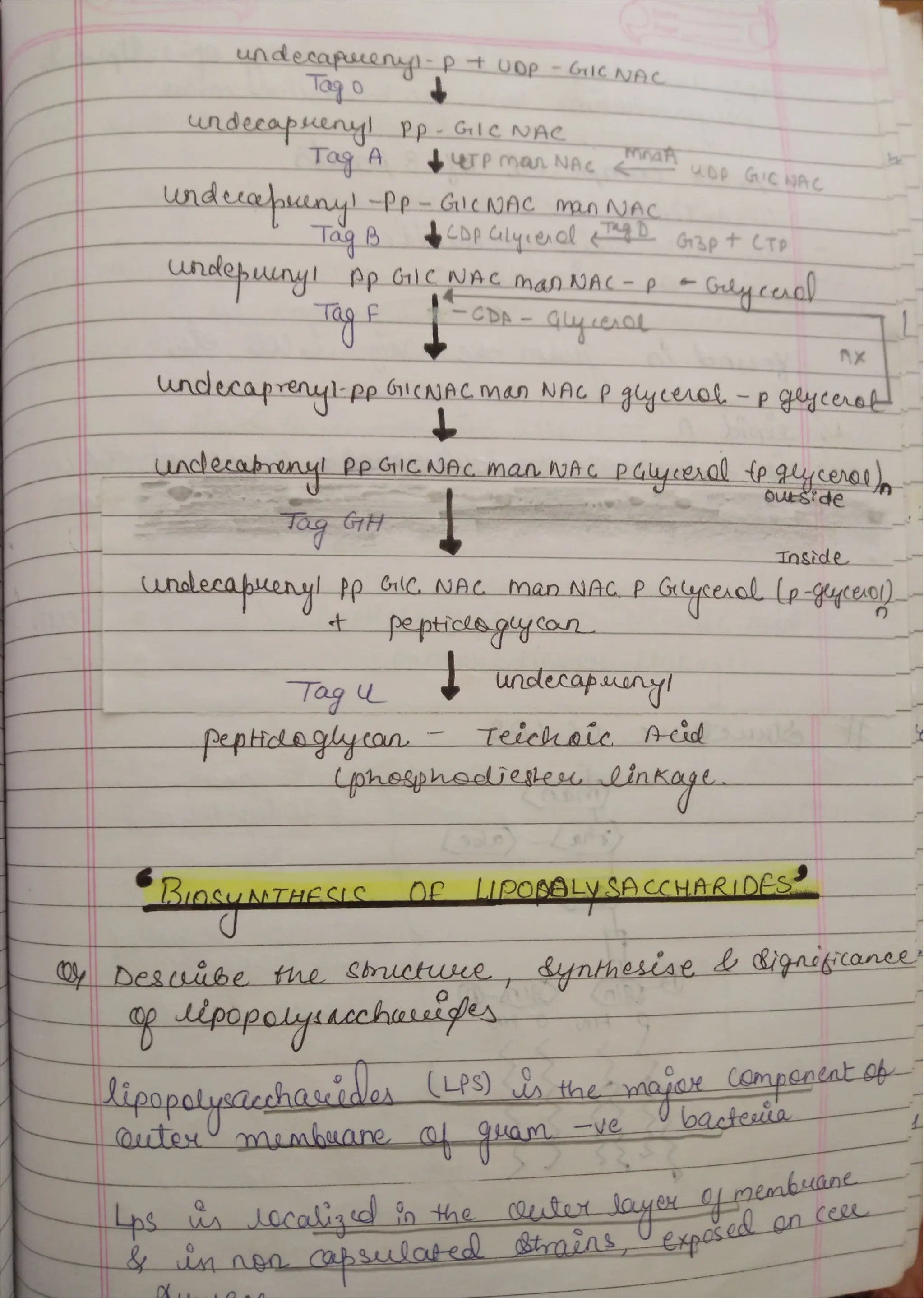 Peptidoglycan, Teichoic acid,LipopolysaccharideS.pdf