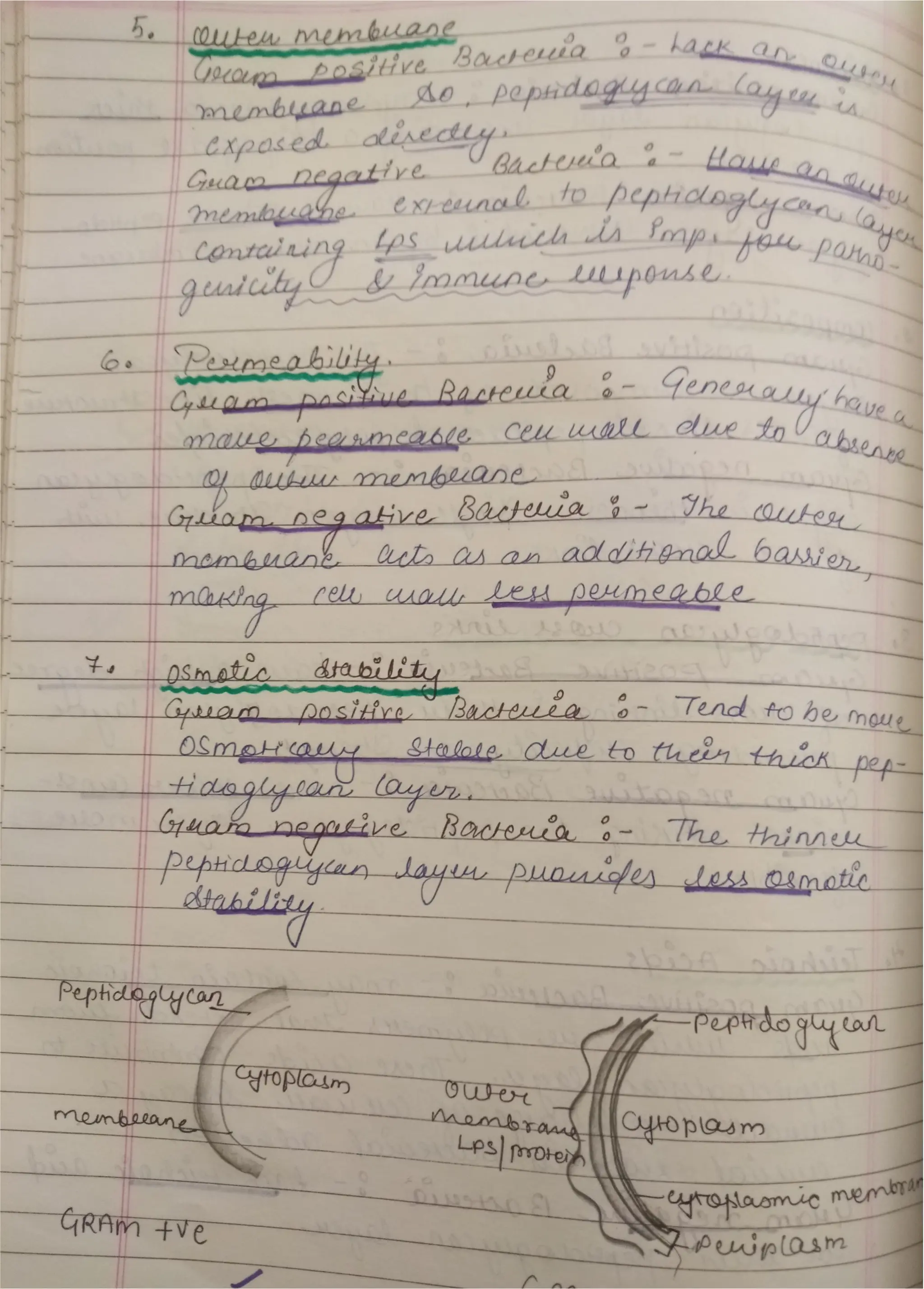 Peptidoglycan, Teichoic acid,LipopolysaccharideS.pdf