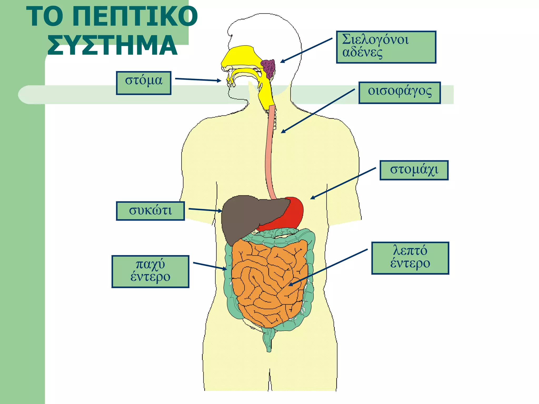 Peptiko PPS Peptiko PPS