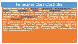 Peptostreptoccoccus | PPT