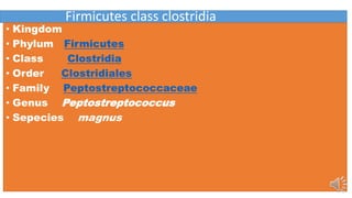 Firmicutes class clostridia
• Kingdom
• Phylum Firmicutes
• Class Clostridia
• Order Clostridiales
• Family Peptostreptococcaceae
• Genus Peptostreptococcus
• Sepecies magnus
 