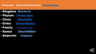 Firmicutes Class Clostridia family Clostridiaceae
• Kingdom Bacteria
• Phylum Firmicutes
• Class Clostridia
• Order Clostridiales
• Family Clostridiaceae
• Genus Clostridium
• Sepecies magnus
 