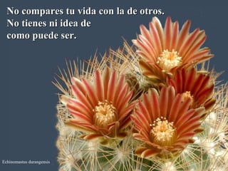 Echinomastus durangensis No compares tu vida con la de otros. No tienes ni idea de  como puede ser. 