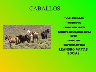 CABALLOS VIVEN  EN ELCAMPO COMEN PASTO TIENEN CUATRO PATAS SU CUERPO ESTA REVESTIDO DE PELO CORTO  TIENEN CRIAS  HAY DIFERENTES TIPOS LEANDRO MATÍAS SOCIAS 