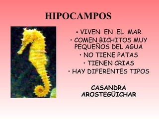 HIPOCAMPOS VIVEN  EN  EL  MAR COMEN BICHITOS MUY PEQUEÑOS DEL AGUA NO TIENE PATAS TIENEN CRIAS HAY DIFERENTES TIPOS CASANDRA AROSTEGÜICHAR 