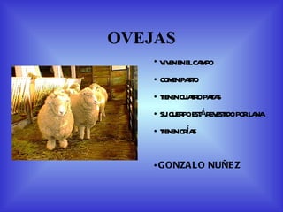 OVEJAS VIVEN EN EL CAMPO COMEN PASTO TIENEN CUATRO PATAS SU CUERPO ESTÁ REVESTIDO POR LANA TIENEN CRÍAS GONZALO NUÑEZ 