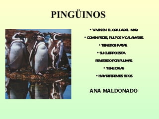 PINGÜINOS VIVEN EN  EL ORILLA DEL  MAR. COMEN PECES, PULPOS Y CALAMARES. TIENE DOS PATAS.  SU CUERPO ESTA  REVESTIDO POR PLUMAS. TIENE CRIAS  HAY DIFERENTES TIPOS ANA MALDONADO 