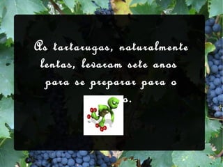 As tartarugas, naturalmente lentas, levaram sete anos  para se preparar para o passeio. 