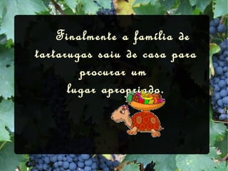Finalmente a família de tartarugas saiu de casa para procurar um  lugar apropriado.   