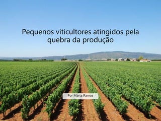 Pequenos viticultores atingidos pela
quebra da produção
Por Marta Ramos
 