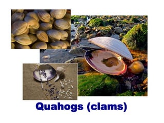 Quahogs (clams)
 