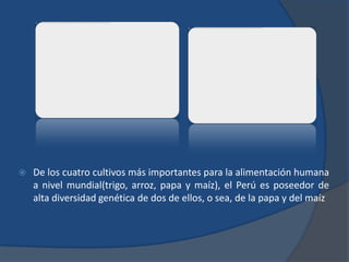    De los cuatro cultivos más importantes para la alimentación humana
    a nivel mundial(trigo, arroz, papa y maíz), el Perú es poseedor de
    alta diversidad genética de dos de ellos, o sea, de la papa y del maíz
 