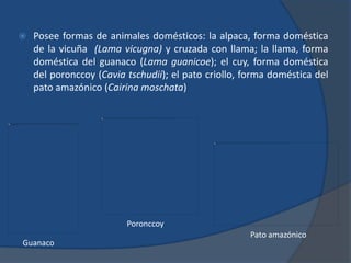    Posee formas de animales domésticos: la alpaca, forma doméstica
    de la vicuña (Lama vicugna) y cruzada con llama; la llama, forma
    doméstica del guanaco (Lama guanicoe); el cuy, forma doméstica
    del poronccoy (Cavia tschudii); el pato criollo, forma doméstica del
    pato amazónico (Cairina moschata)




                         Poronccoy
                                                      Pato amazónico
Guanaco
 