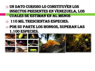    Un dato curioso lo constituyen los
    insectos presentes en Venezuela, los
    cuales se estiman en al menos
    110 mil trescientas especies.
   Por su parte los hongos, superan las
    1.100 especies.
   Las Algas y Líquenes con al menos 2.200
    especies.
 