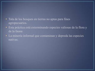 • Tala de los bosques en tierras no aptas para fines
agropecuarios.
• Esta práctica está exterminando especies valiosas de la flora y
de la fauna
• La minería informal que contaminan y depreda las especies
nativas.
 