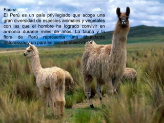 Fauna:
El Perú es un país privilegiado que acoge una
gran diversidad de especies animales y vegetales
con las que el hombre ha logrado convivir en
armonía durante miles de años. La fauna y la
flora de Perú representa una abundante
naturaleza, y un paraíso para la observación.
 