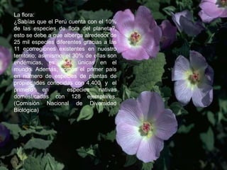 La flora:
¿Sabías que el Perú cuenta con el 10%
de las especies de flora del planeta?,
esto se debe a que alberga alrededor de
25 mil especies diferentes gracias a las
11 ecorregiones existentes en nuestro
territorio; asimismo, el 30% de ellas son
endémicas, es decir únicas en el
mundo. Además, somos el primer país
en número de especies de plantas de
propiedades conocidas con 4.400 y el
primero en especies nativas
domesticadas con 128 ejemplares.
(Comisión Nacional de Diversidad
Biológica)
 
