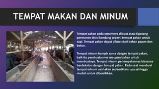 TEMPAT MAKAN DAN MINUM
Tempat pakan pada umumnya dibuat atau dipasang
permanen disisi kandang seperti tempat pakan untuk
sapi. Tempat pakan dapat dibuat dari bahan papan dan
beton.
Tempat minum hampir sama dengan tempat pakan,
baik itu pembuatannya maupun bahan untuk
membuatnya. Tempat minum penempatannya biasanya
berdekatan dengan tempat pakan. Pada saat membuat
tempat minum usahakan sedemikian rupa sehingga
mudah untuk dibersihkan.
 