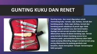GUNTING KUKU DAN RENET
Gunting kuku dan renet digunakan untuk
memotong kuku ternak, sapi, kerbau, ternak dan
kambing perah.. Kuku sapi, kerbau, ternak dan
kambing perah sebaiknya di perah agar tidak
mengganggu produksi susu dan berat badan.
Apalagi ternak-ternak tersebut tidak pernah
dikeluarkan hanya di dalam kandang saja. Ternak
yang berada di dalam kandang secara terus
menerus pada pertumbuhan kukunya akan lebih
cepat panjang dibanding dengan ternak-ternak yang
sering dikeluarkan ke padang gembala saat
berjalan, dapat merupakan tempat bersarangnya
bibit penyakit
 