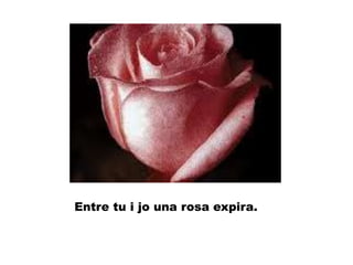 Entre tu i jo una rosa expira.
 