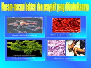 Clostridium tetani ,tetanus kejang otot . Diplococcus pneumonia, radang paru-paru Mycobacterium tuberculosis ,TBC Mycobacterium leprae ,lepra/kusta Macam-macam bakteri dan penyakit yang ditimbulkannya 