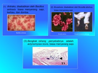 (1)   Antraks , disebabkan oleh  Bacillus  antraxis   biasa  menyerang  sapi, kerbau, dan domba.  Bacillus antraxis (2)   Bruselosis , disebabkan oleh Brucella abortus, biasa menyerang sapi. Brucella abortus  Penyakit bruselosis pada sapi (3)  Bengkak  rahang   ,penyebabnya  adalah  actynomyces bovis , biasa menyerang sapi. 