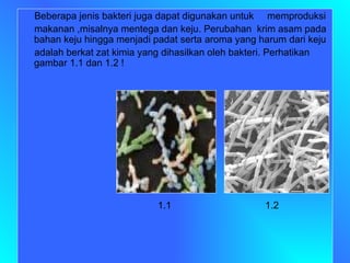 Beberapa jenis bakteri juga dapat digunakan untuk  memproduksi  makanan ,misalnya mentega dan keju. Perubahan  krim asam pada bahan keju hingga menjadi padat serta aroma yang harum dari keju adalah berkat zat kimia yang dihasilkan oleh bakteri. Perhatikan gambar 1.1 dan 1.2 ! 1.1  1.2 