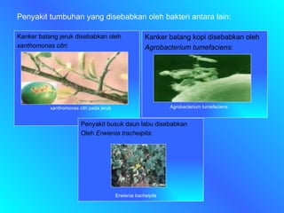 Penyakit tumbuhan yang disebabkan oleh bakteri antara lain: Kanker batang jeruk disebabkan oleh xanthomonas citri : xanthomonas citri pada jeruk Kanker batang kopi disebabkan oleh  Agrobacterium tumefaciens : Agrobacterium tumefaciens Penyakit busuk daun labu disebabkan Oleh  Erwienia tracheipila : Erwienia tracheipila 