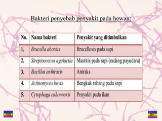 Bakteri penyebab penyakit pada hewan:
 