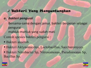 Bakteri Yang Menguntungkan
a. Bakteri pengurai
Bersama-sama dengan jamur, bakteri berperan sebagai
pengurai
mahluk-mahluk yang sudah mati
Contoh spesies bakteri pengurai :
 Bakteri anaerob
 Bakteri Aktynomicetes, Lactobacillus, Saccharomyces
 Bakteri Nitrobacter Sp, Nitrosomonas, Pseudomonas Sp,
Bacillus Sp.
 