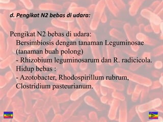 d. Pengikat N2 bebas di udara:
Pengikat N2 bebas di udara:
Bersimbiosis dengan tanaman Leguminosae
(tanaman buah polong)
- Rhizobium leguminosarum dan R. radicicola.
Hidup bebas :
- Azotobacter, Rhodospirillum rubrum,
Clostridium pasteurianum.
 