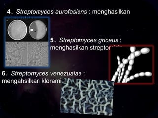 4 . Streptomyces aurofasiens : menghasilkan
auremisin

5 . Streptomyces griceus :
menghasilkan streptomisin

6 . Streptomyces venezualae :
mengahsilkan kloramiselin

 