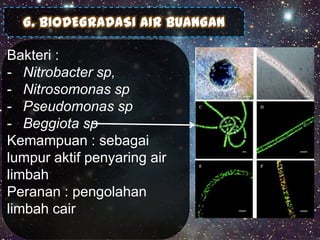 G. BIODEGRADASI AIR BUANGAN

Bakteri :
- Nitrobacter sp,
- Nitrosomonas sp
- Pseudomonas sp
- Beggiota sp
Kemampuan : sebagai
lumpur aktif penyaring air
limbah
Peranan : pengolahan
limbah cair

 