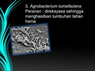 3. Agrobacterium tumefaciens
Peranan : direkayasa sehingga
menghasilkan tumbuhan tahan
hama

 