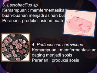 3. Lactobacillus sp
Kemampuan : memfermentasikan
buah-buahan menjadi asinan buah
Peranan : produksi asinan buah

4. Pediococcus cereviceae
Kemampuan : memfermentasikan
daging menjadi sosis
Peranan : produksi sosis

 