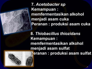 7. Acetobacter sp
Kemampuan :
memfermentasikan alkohol
menjadi asam cuka
Peranan : produksi asam cuka
8. Thiobacillus thiozidans
Kemampuan :
memfermentasikan alkohol
menjadi asam sulfat
Peranan : produksi asam sulfat

 