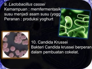 9. Lactobacillus cassei
Kemampuan : memfermentasikan
susu menjadi asam susu (yoggurt)
Peranan : produksi yoghurt

10. Candida Krussei
Bakteri Candida krussei berperan
dalam pembuatan cokelat.

 