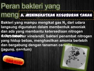 A. MENINGKATKAN KESUBURAN TANAH
Bakteri yang mampu mengikat gas N2 dari udara
langsung digunakan dalam membentuk amoniak
dan ada yang membantu ketersediaan nitrogen
dalam tanah. vinelandii, bakteri penambat nitrogen
1. Azotobacter
yang hidup bebas, menghasilkan amonia berlebih
dan bergabung dengan tanaman cerealia
(jagung, gandum)

 