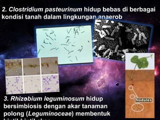 2. Clostridium pasteurinum hidup bebas di berbagai
kondisi tanah dalam lingkungan anaerob

3. Rhizobium leguminosum hidup
bersimbiosis dengan akar tanaman
polong (Leguminoceae) membentuk

 